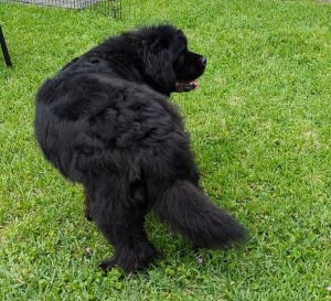 Crokell doing a twirl. Crokell doing a twirl.