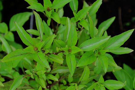 a variety of basil plants growing in an herb garden