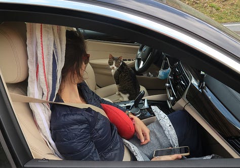 A tabby and white cat is shown in the car, exploring the grass and a pond, eating with a mountain view in the background.