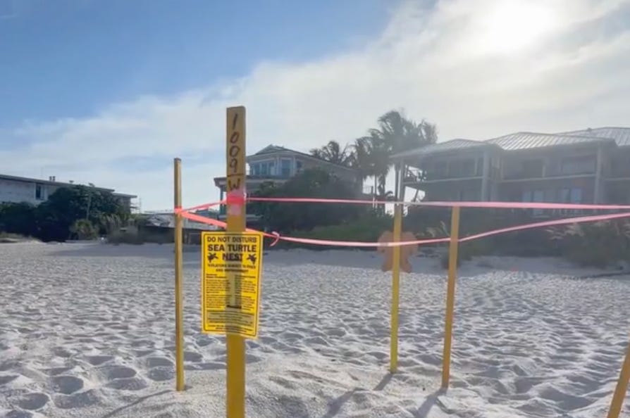 Storm Brings Hazardous Beach Conditions, Threatens Sea Turtle Nests on Anna Maria Island