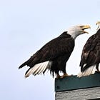 Birding for a Better World