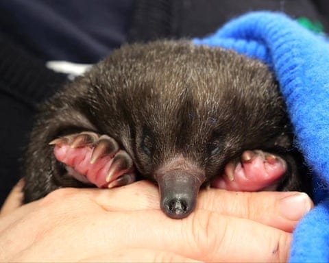 A baby echidna rescued in Australia. A baby echidna rescued in Australia.