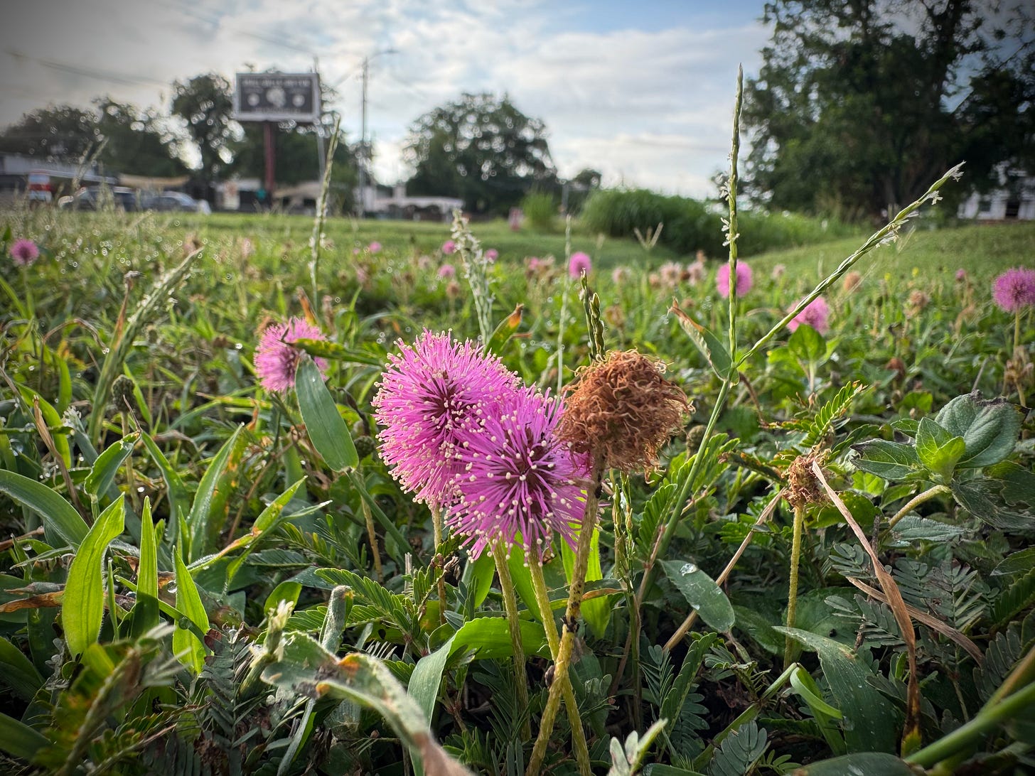 Pink blossoms of powderpuff mimosa