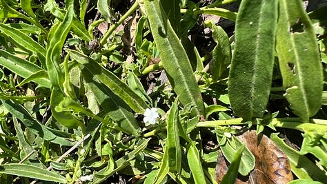 gallery of plants