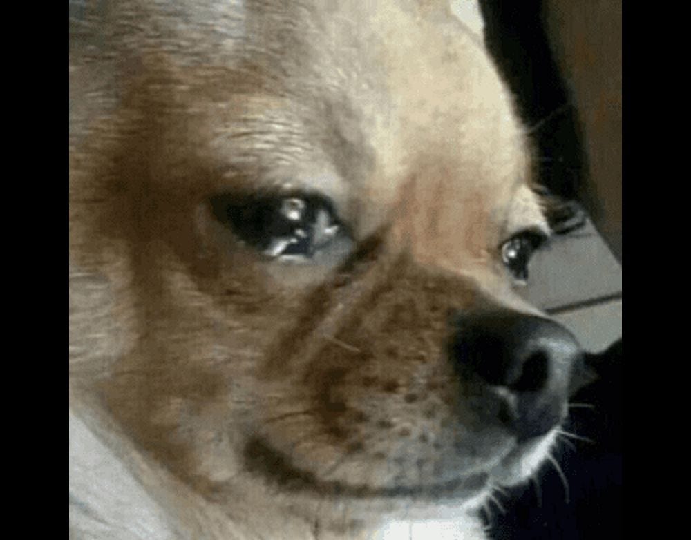 dog crying Meme Generator