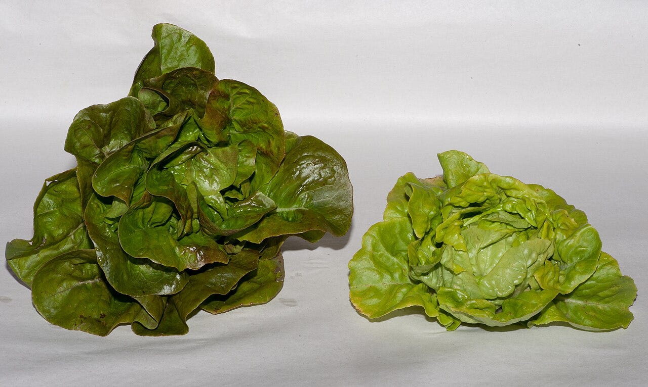 Cyclospora — Lettuce in a field. Photo by Dwight Sipler / CC BY 2.0, via Wikimedia Commons