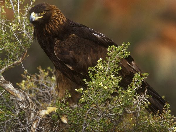 golden-eagle_551_600x450