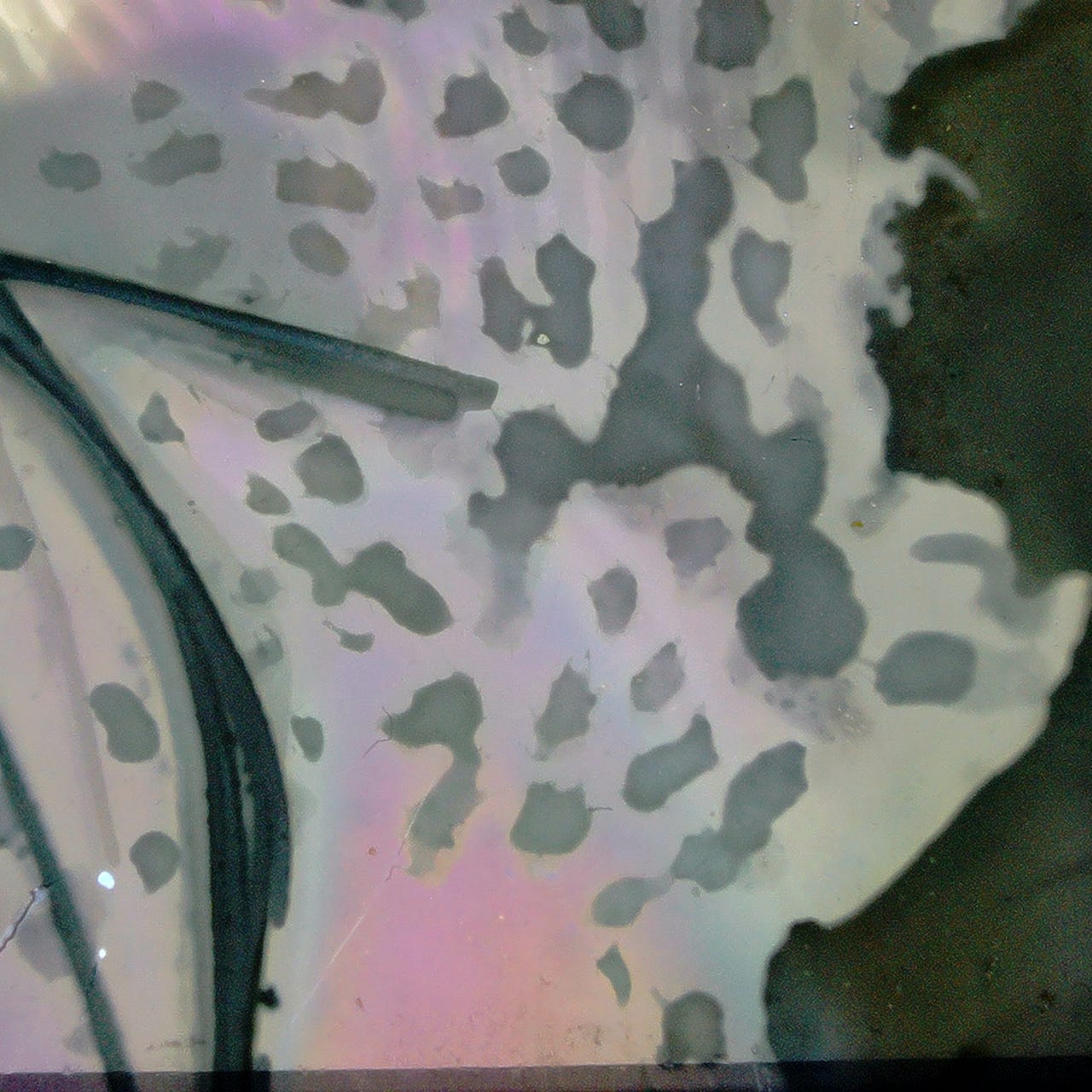 Artwork for Raeesa Farooqi-Piotto