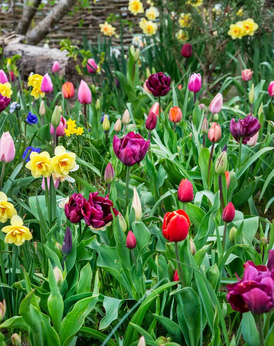 tulips in a meadow