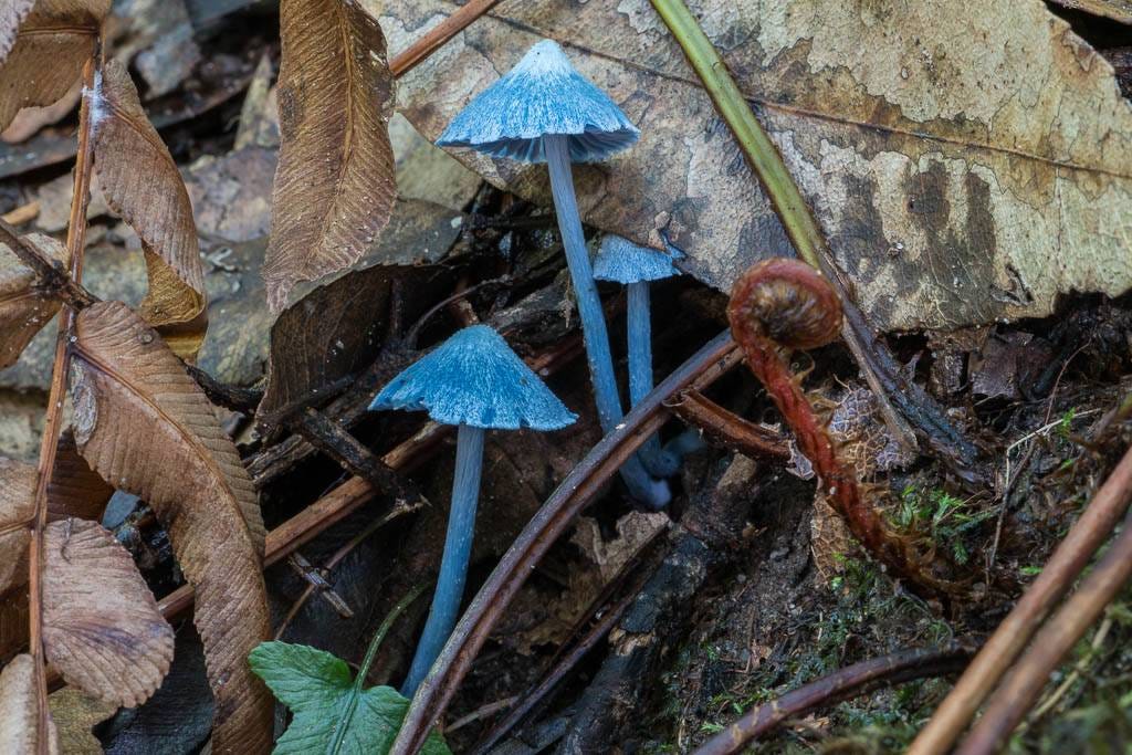 Inocephalus virescens Inocephalus virescens