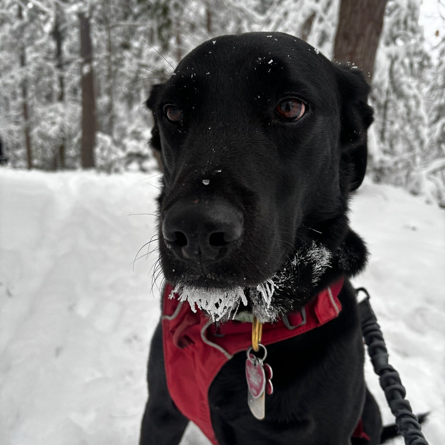 Dogs In February Things I Won't Shut Up About in February