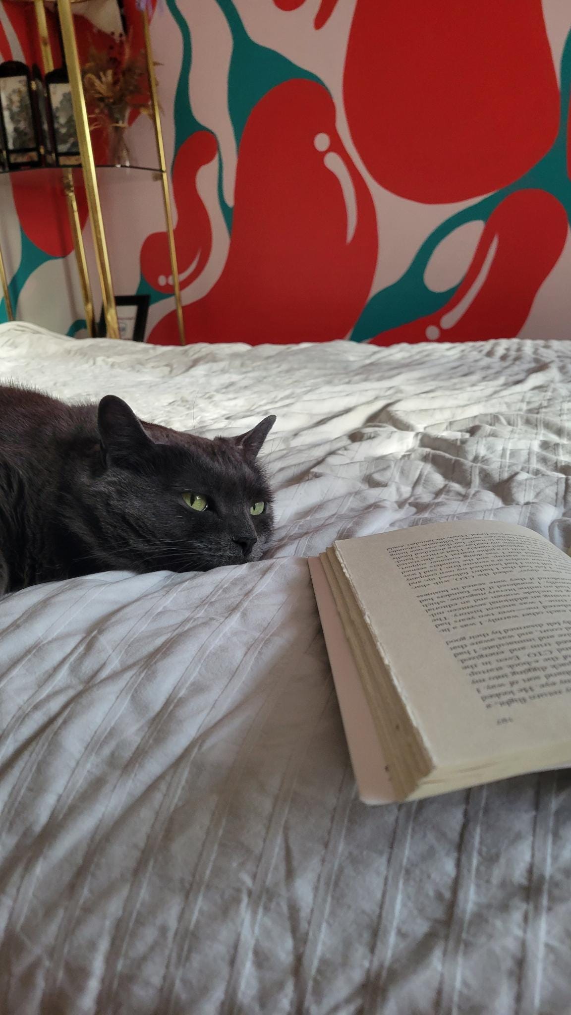 a close up of a grey cat with green eyes resting her head on a bed next to an open book, in the background is a colourful wall
