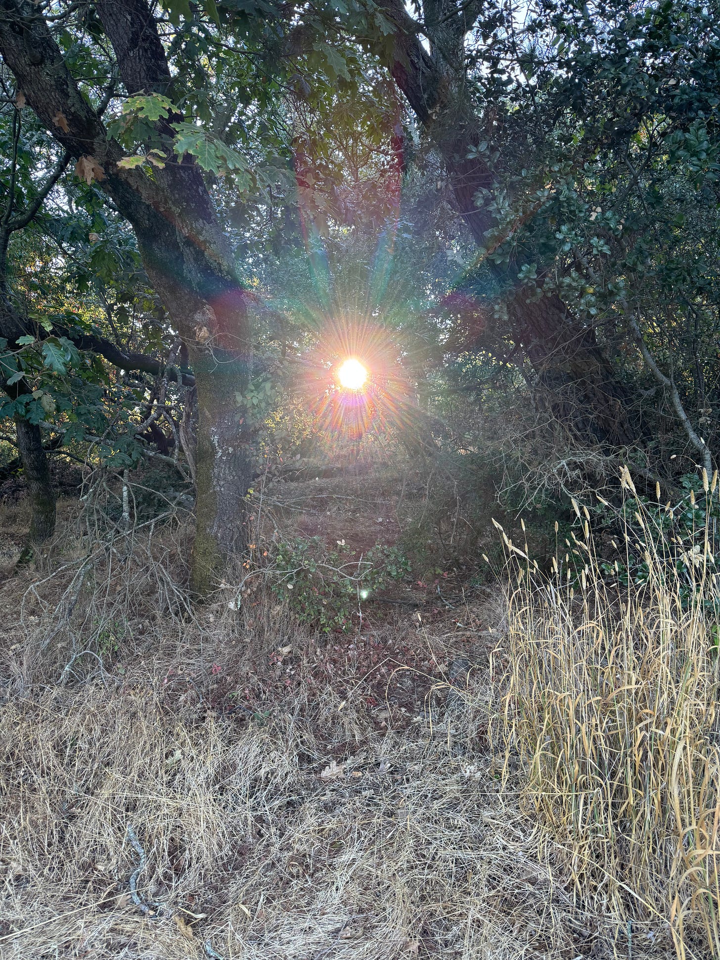 rainbow colors surround a glowing sun as seen through green trees