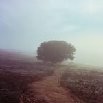 Human Stuff | Lisa Olivera | Substack