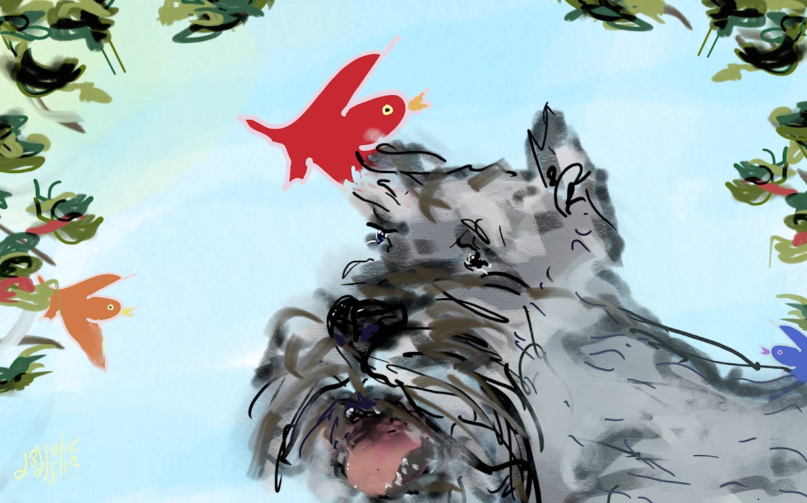 A painterly digital drawing of a mini schnauzer's panting face and shoulder. He is surrounded by three birds; red, orange and blue. Behind him is blue sky and some soft leaf-like smudges. Art by Doodleslice 2025