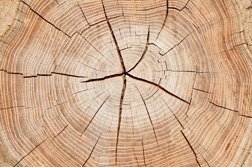 Tronco Dalbero Tagliato A Metà - Fotografie stock e altre immagini di 2015 - 2015, Albero, Astratto - iStock Tronco Dalbero Tagliato A Metà - Fotografie stock e altre immagini di 2015 - 2015, Albero, Astratto - iStock