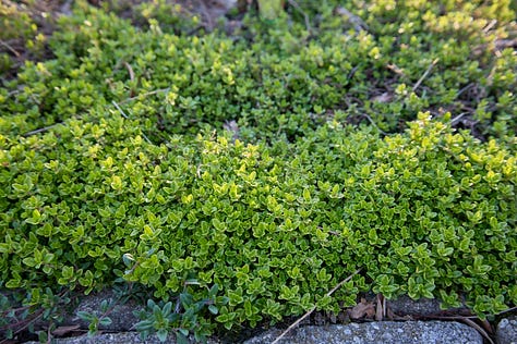 various varieties of thyme plants, coming up in the garden in the spring