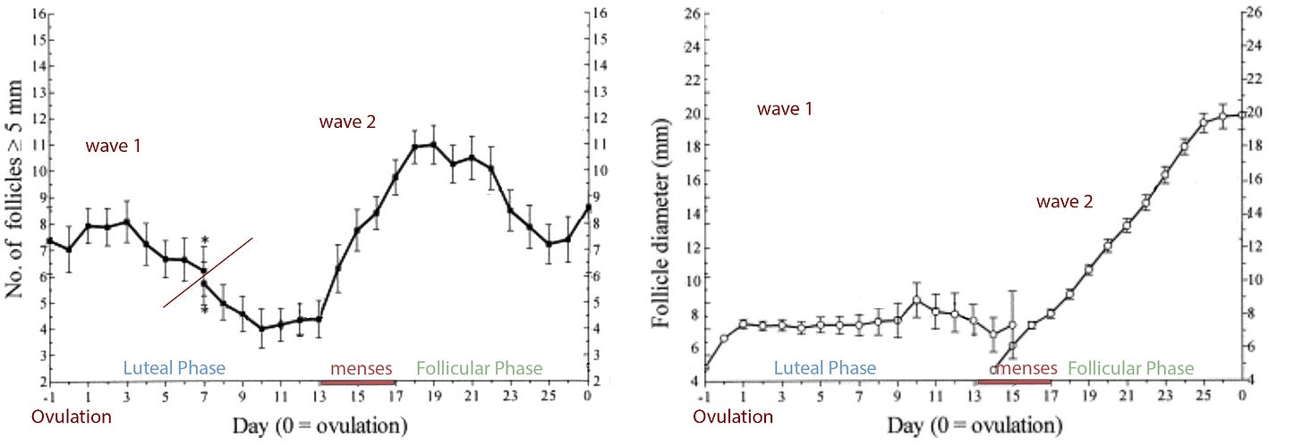 Left panel shows the number of follicles >=5mm. The first wave is around 7-8 follicles from a day before ovulation until dropping down to 4-5 between 10-13 days after ovulation. The second wave (peak) starts at 13 days past ovulation with 5, climbs to 11 by 18 days after ovulation, then decreases until ovulation at 7-8 follicles. In the right panel we see the size of the largest follicle in the luteal phase (ovulation to 14 days past) goes from 5 to about 9mm. The maximum size of the follicle that grows starting at 14 days past ovulation gets to 20mm at the time of ovulation. Left panel shows the number of follicles >=5mm. The first wave is around 7-8 follicles from a day before ovulation until dropping down to 4-5 between 10-13 days after ovulation. The second wave (peak) starts at 13 days past ovulation with 5, climbs to 11 by 18 days after ovulation, then decreases until ovulation at 7-8 follicles. In the right panel we see the size of the largest follicle in the luteal phase (ovulation to 14 days past) goes from 5 to about 9mm. The maximum size of the follicle that grows starting at 14 days past ovulation gets to 20mm at the time of ovulation.
