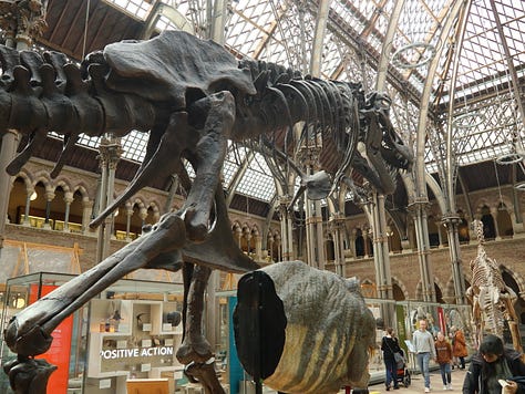 Oxford's Natural History Museum - stunning location and amazing exhibits