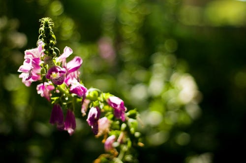 A foxglove flower spike, curving up to the left, bearing pale pink flowers.