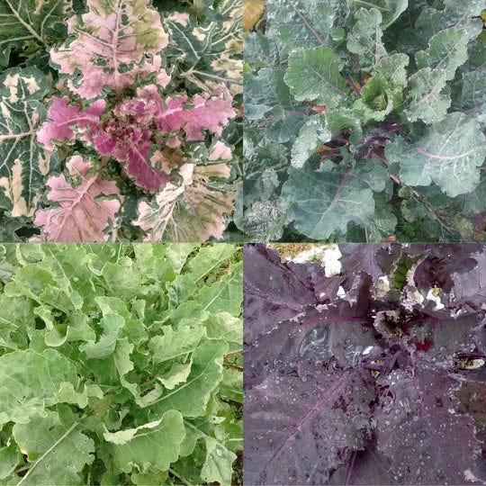 Perennial Kale Grex