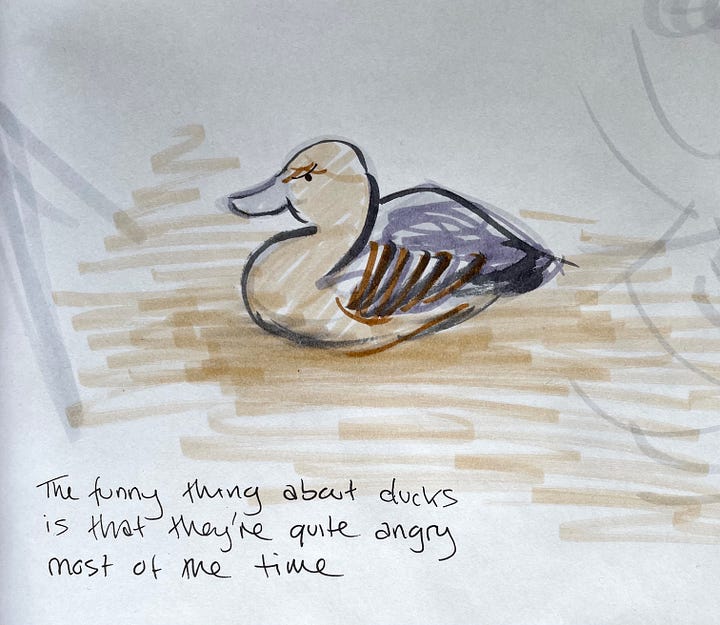 sketches of ducks by Emma Carpendale