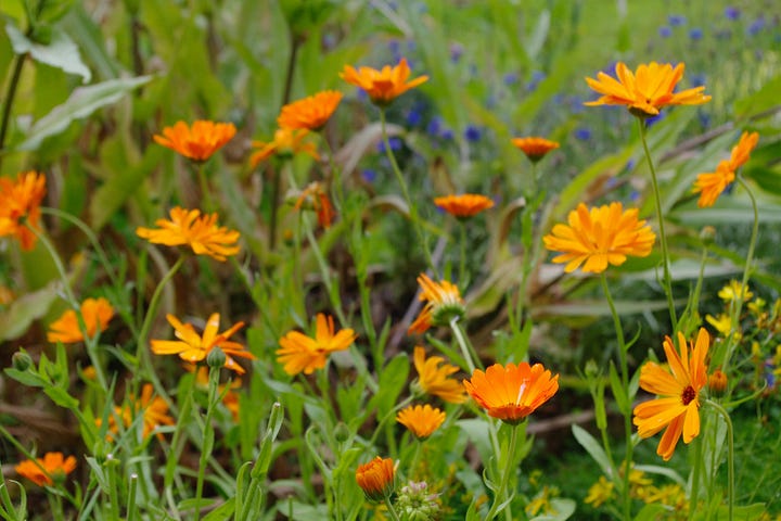 Orange daisy-like flowers of marigold and a bowl of dried petals