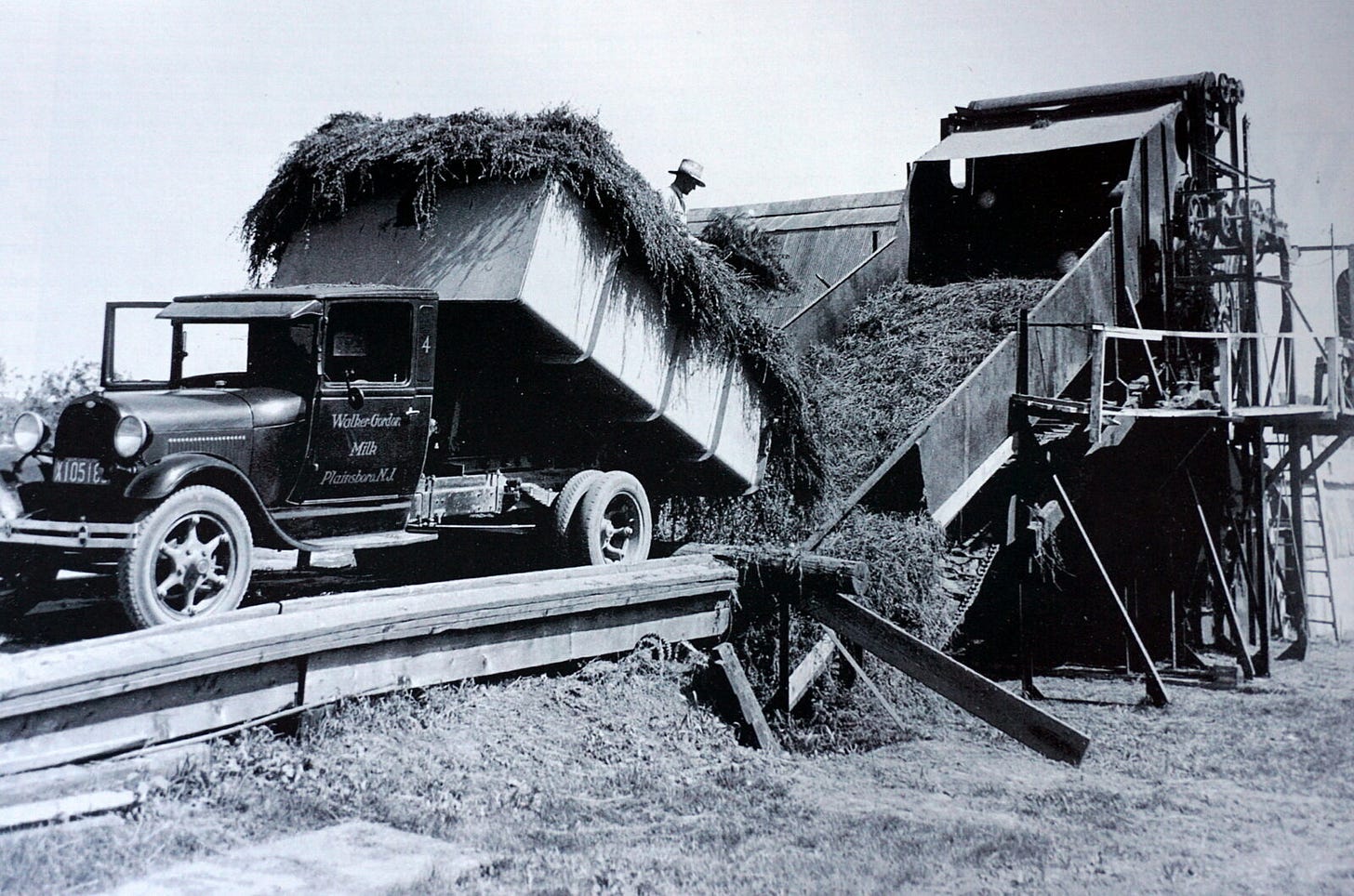 Hay being delivered to the dehydrator for preservation. In later years, it was chopped into more manageable size for compression and baling.