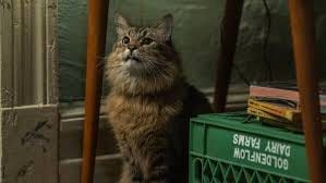 Finding a Cat with Acting Chops for ...