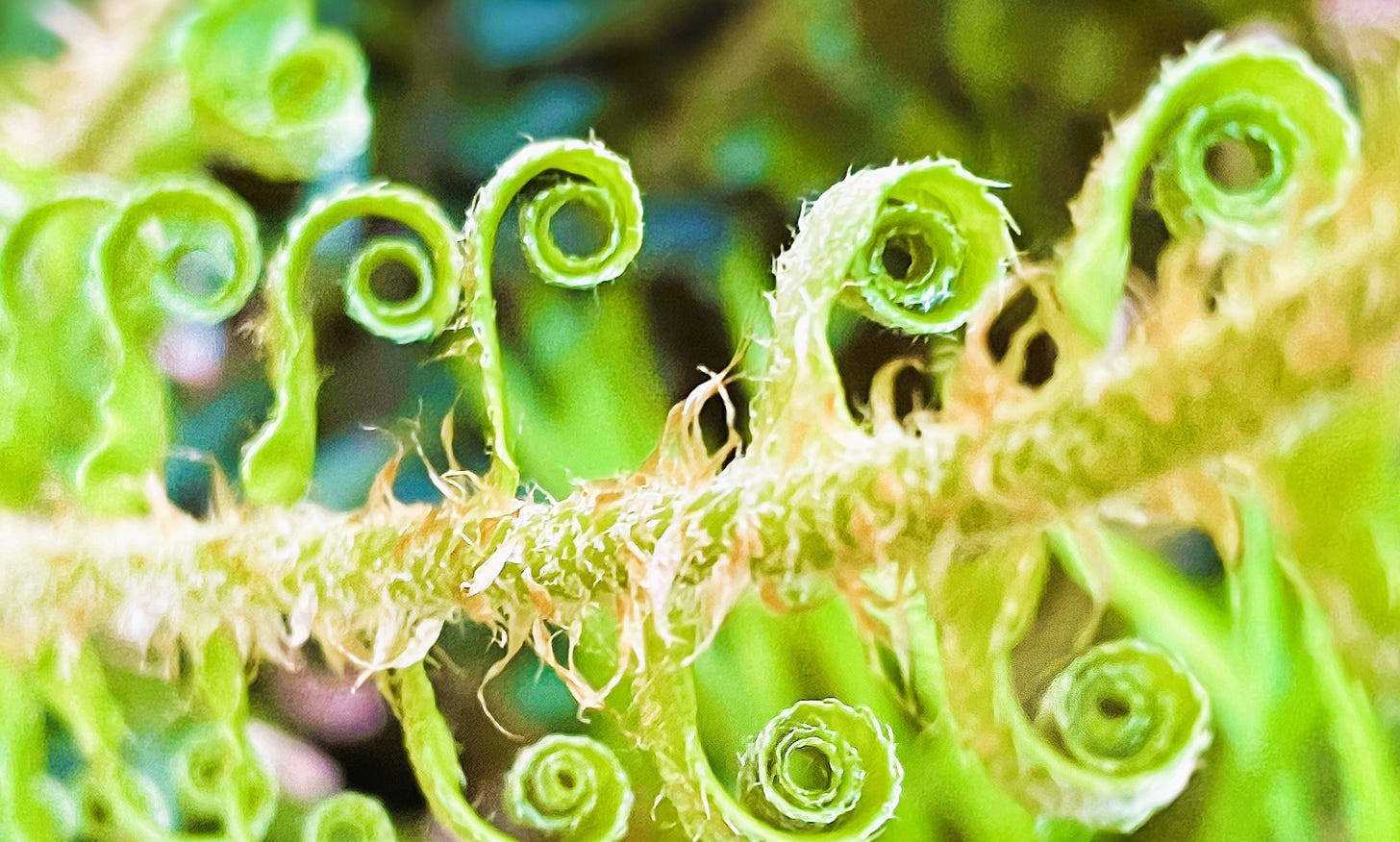 fern leaf unfurling