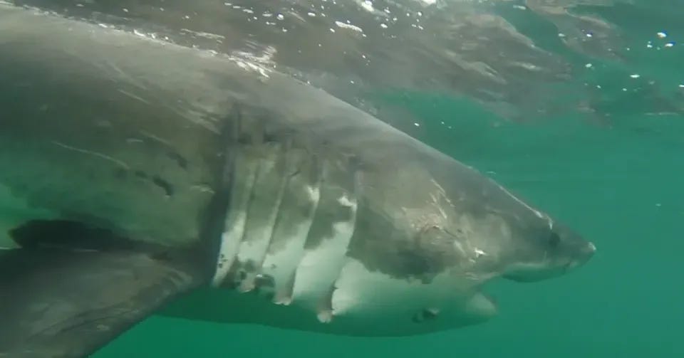 Largest male great white shark EVER on record spotted off the east coast - he's 13 feet long and 32 years old Largest male great white shark EVER on record spotted off the east coast - he's 13 feet long and 32 years old