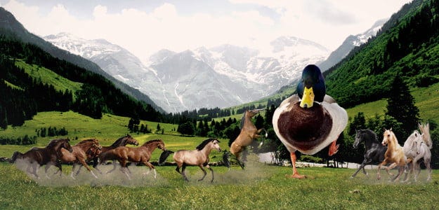 Fight 1 horse-sized duck or 100 duck-sized horses? Here&#39;s the answer! |  Digital Trends