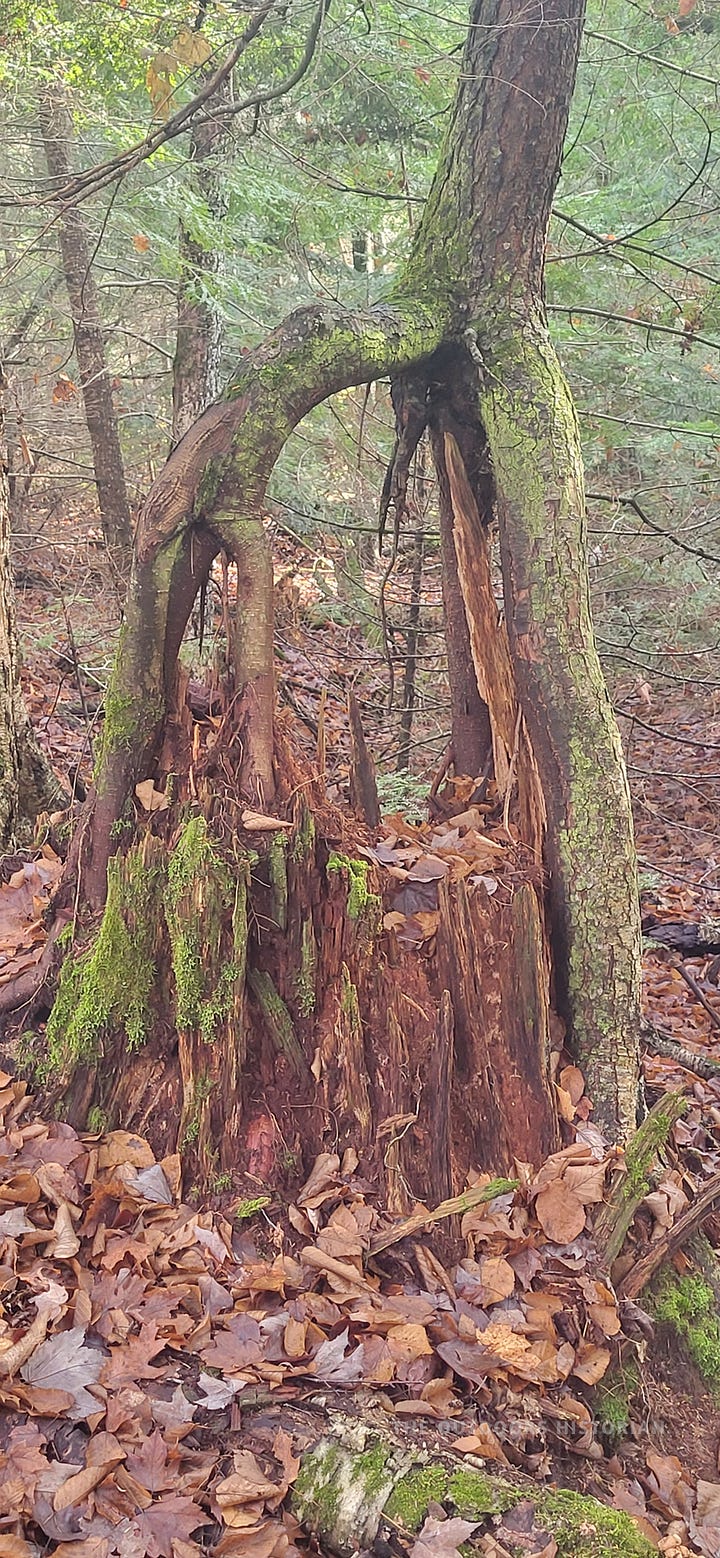 A side-by-side gallery of two close-up forest floor photographs. The first shows a moss-covered "nurse log" with the vibrant roots of a living tree wrapped around an old stump. The second shows a detailed close-up of a decaying piece of deadwood on the forest floor, acting as a rich host for bright green, thriving moss.