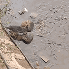 F*CKNANIGANS! Tabs, Tues., Oct. 15, 2024