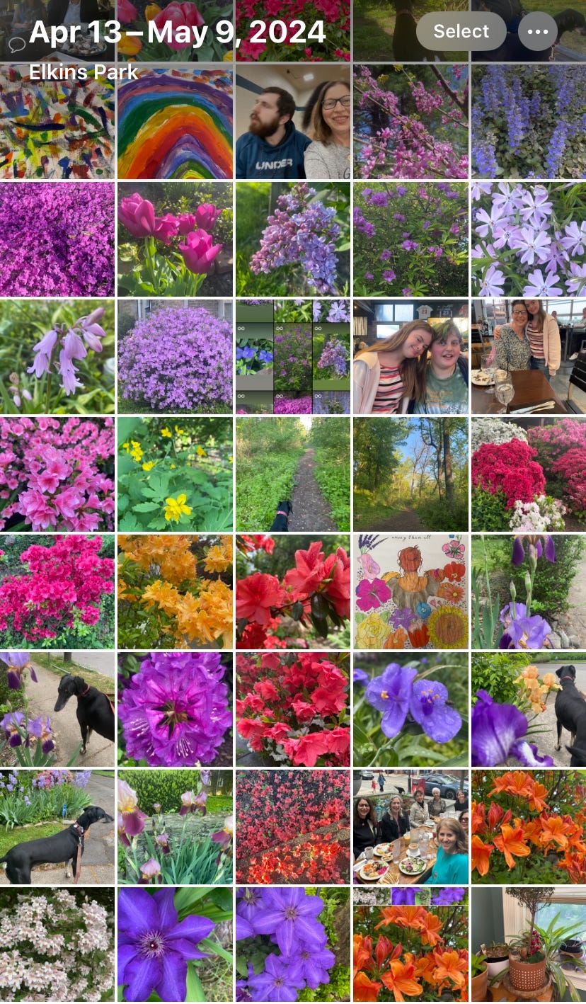 a grid of purple flower pictures a grid of purple flower pictures