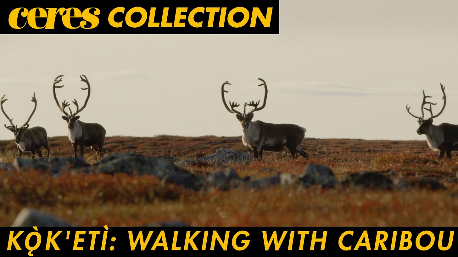 KǪ̀K'ETÌ: WALKING WITH CARIBOU KǪ̀K'ETÌ: WALKING WITH CARIBOU