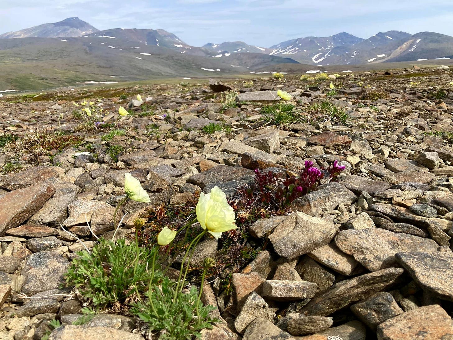 Arctic poppy and tundra photo Arctic poppy and tundra photo