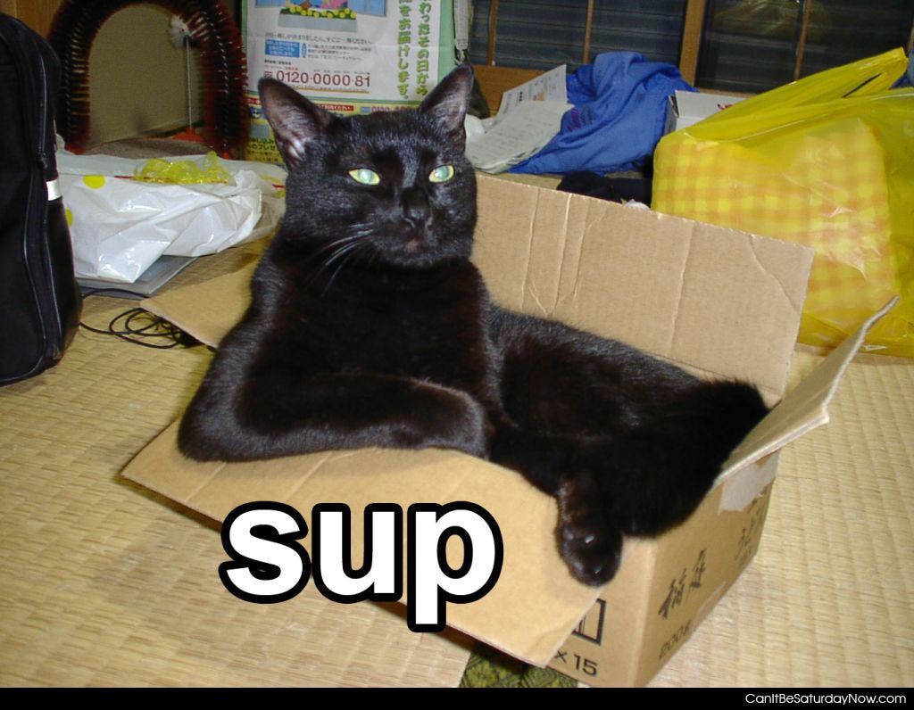 Cat Whats Up