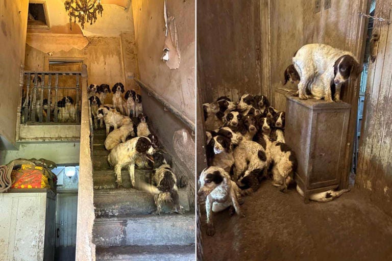 South Yorkshire Police Dogs living in 'filthy' home on Yorkshire, England