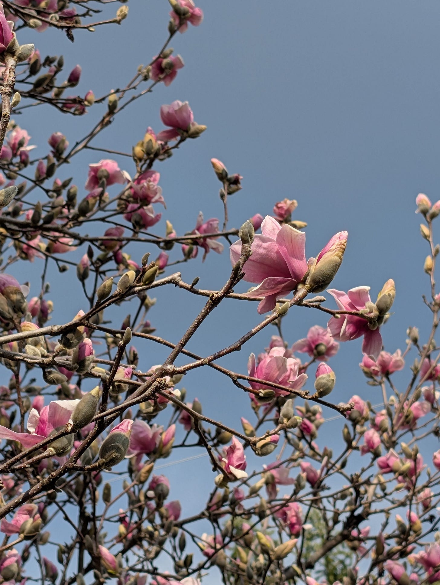 pink magnolia blooms on a tree