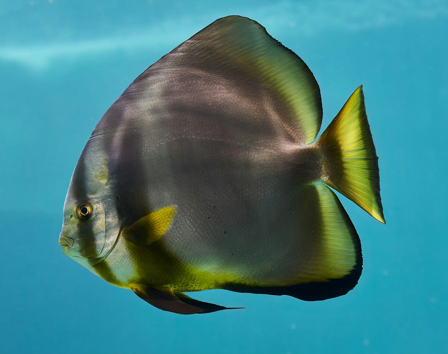 Flip-flopping like a fish - by Ariane Sherine