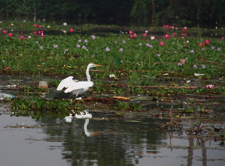 Four bird photographs, white heron taking off from a mass of waterweeds, Oriental darter posed with beak upright, duck on rippling water and shag perched on branch