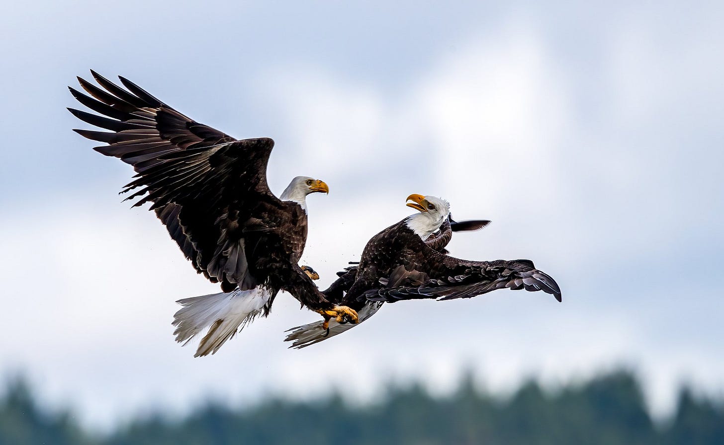 CGTN on X: "Two bald eagles were photographed locking talons as they  battled in mid-air in Maryland of the U.S. The birds fight to protect their  territory or in a bid to