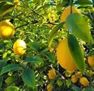 Lemons on tree Lemons on tree