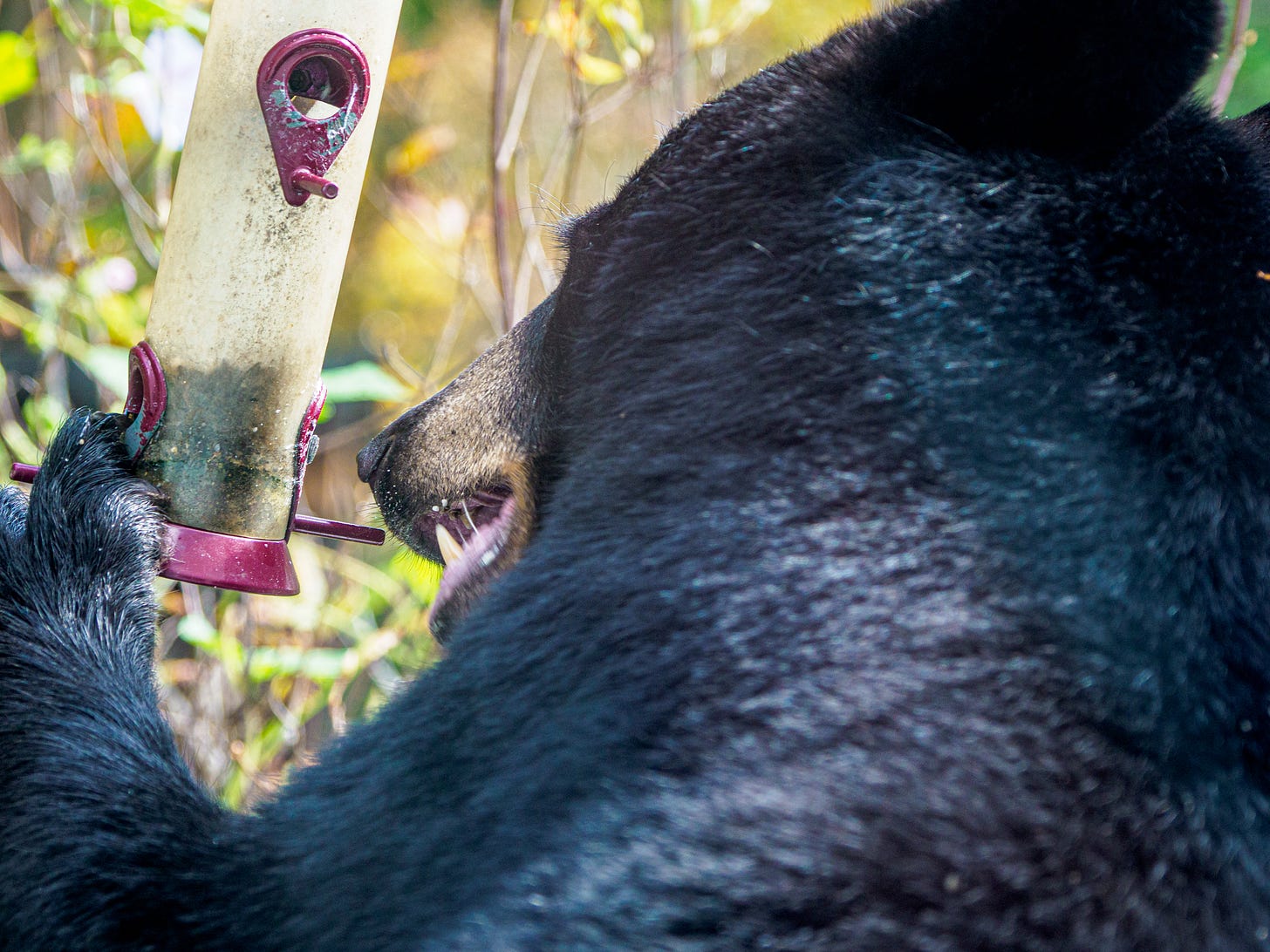 Black bear eating from a bird feeder