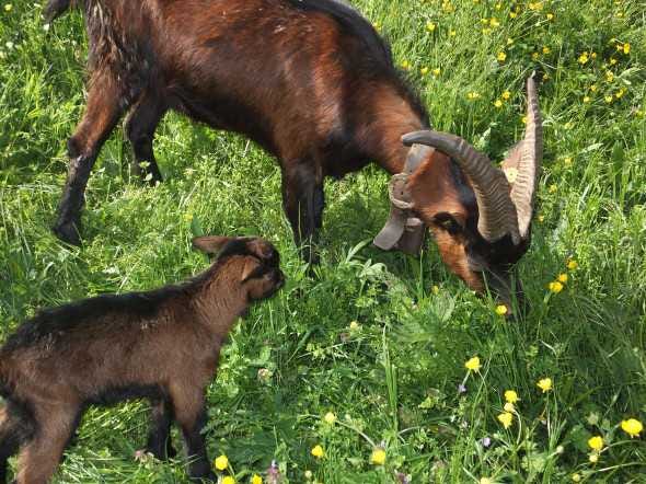 goat and baby goat and baby