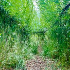Willow Worlds 