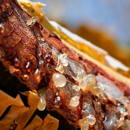 Boswellia: Usefulness and Safety | NCCIH