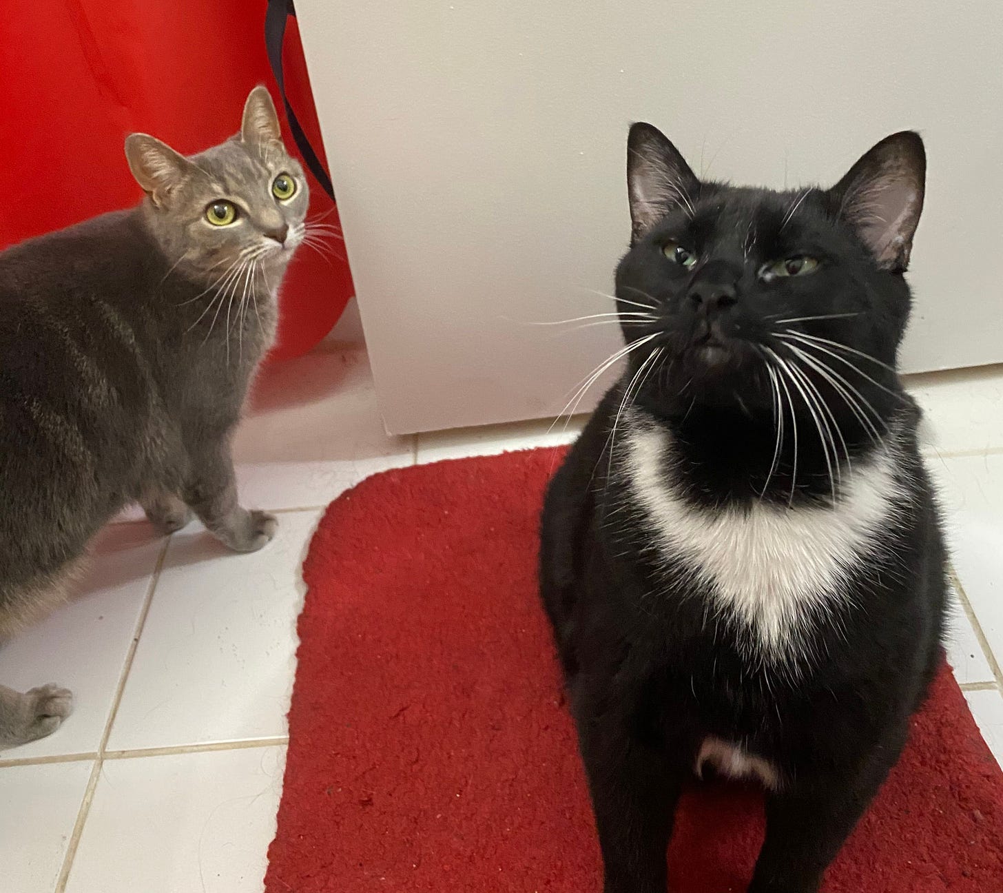 Simone and Lugosi are curiously wondering what’s happening in the bathroom.