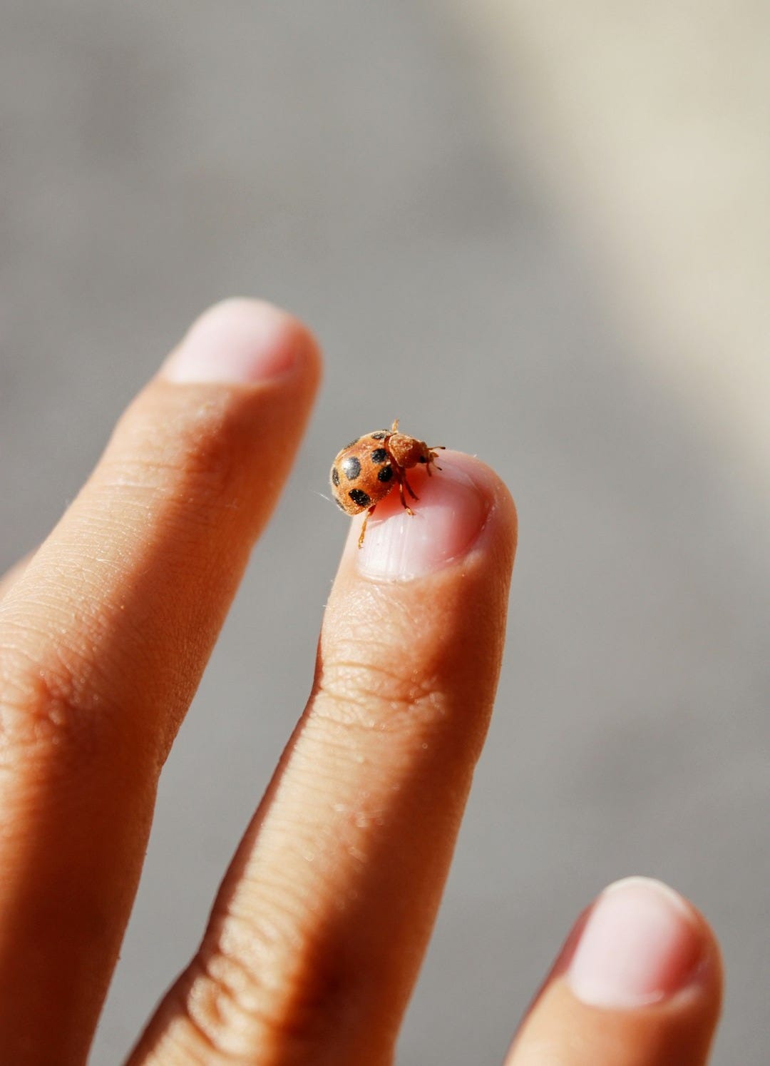 red ladybug on persons finger red ladybug on persons finger